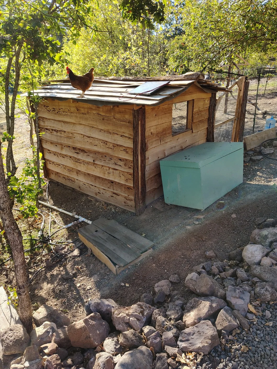 Chickens at Rogue Rapid Farms