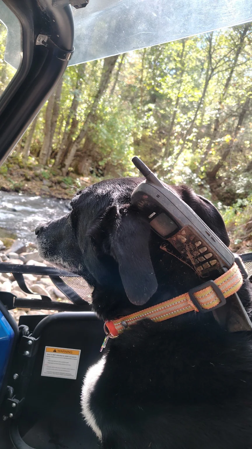Helper Always on the Phone