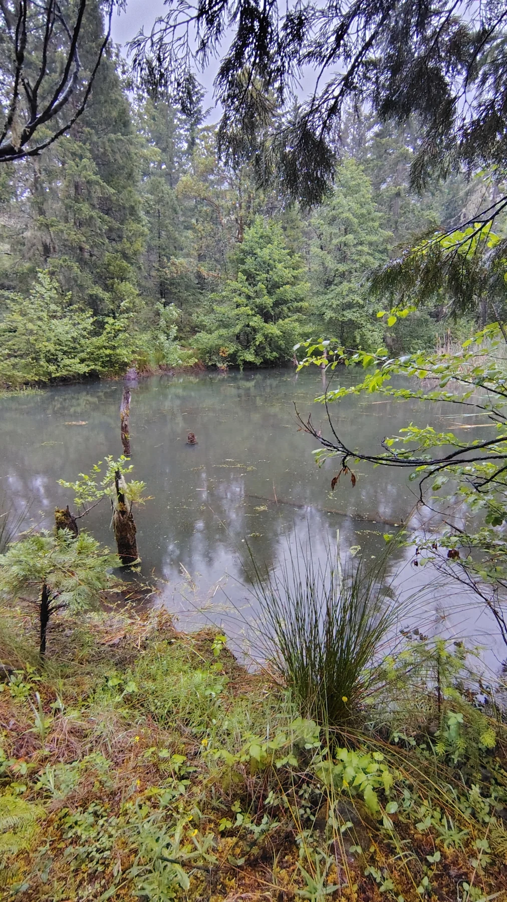 Exploring the Pond Behind the Property at Rogue Rapid Farms