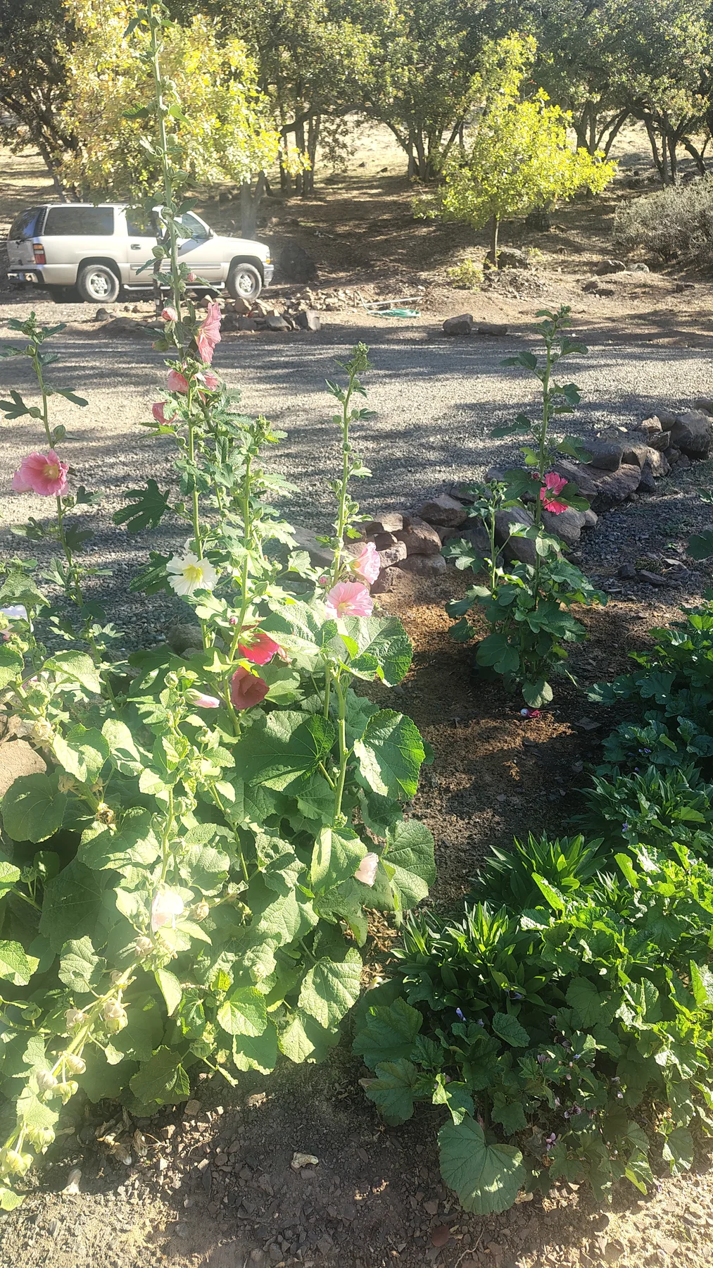 Pink hollyhocks blooming in the Rogue Rapid Farms garden