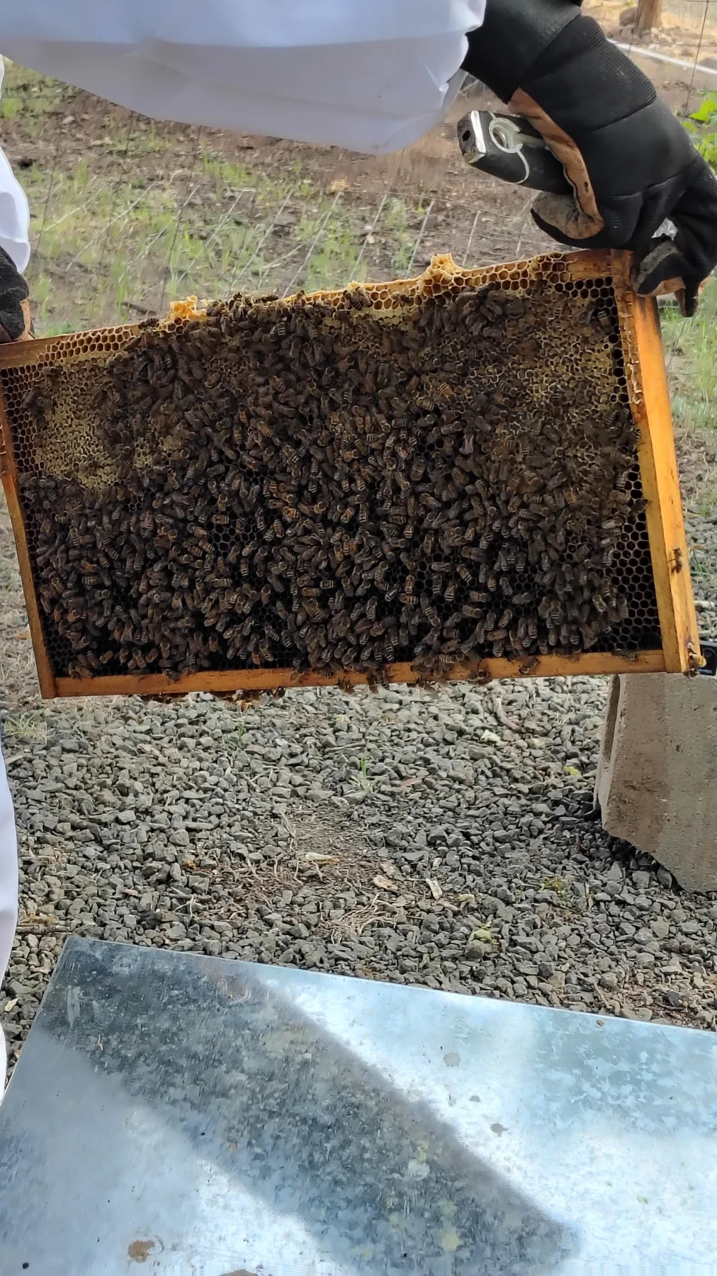 Honey Bees at Rogue Rapid Farms