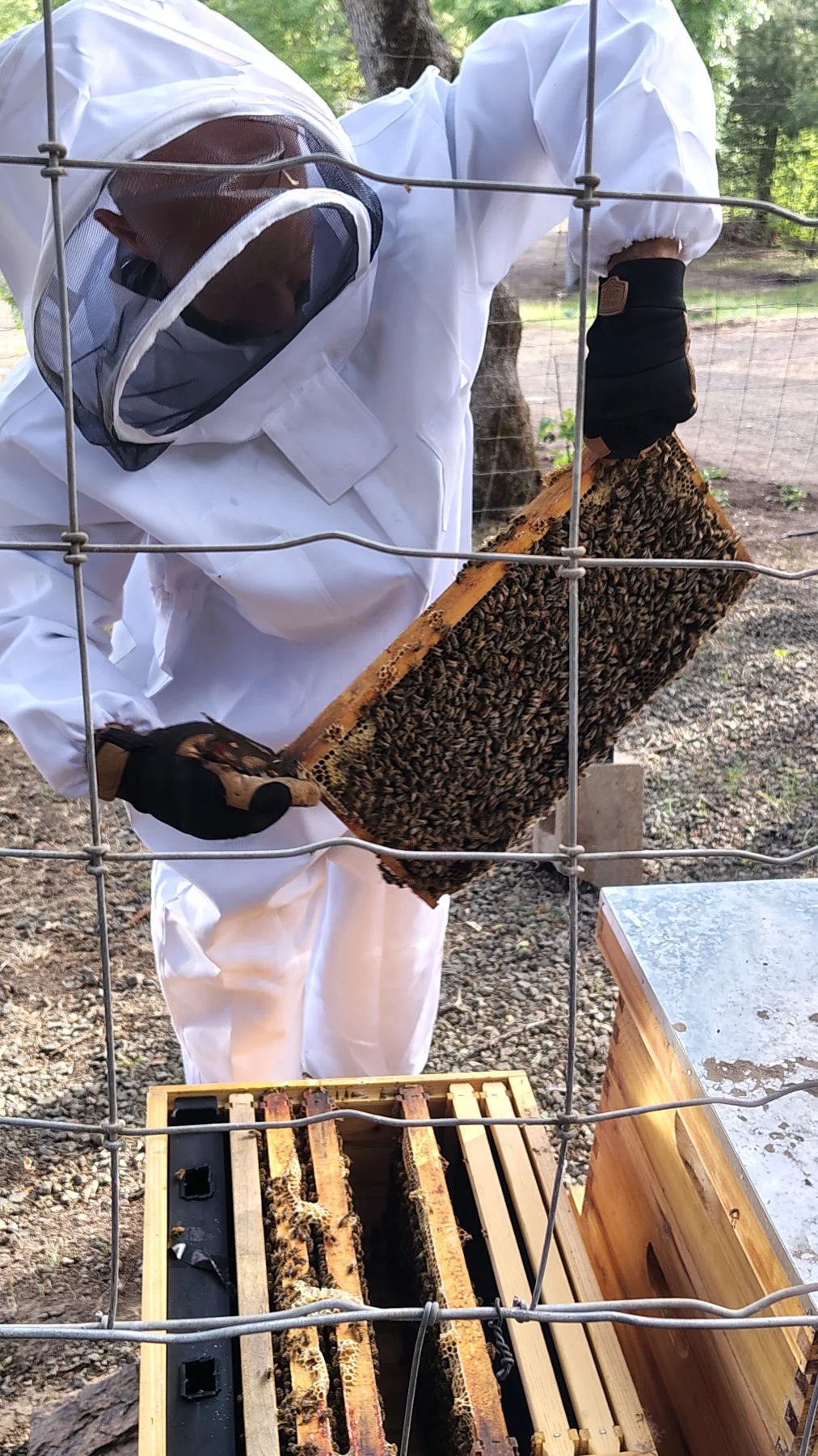 Honey Bees at Rogue Rapid Farms