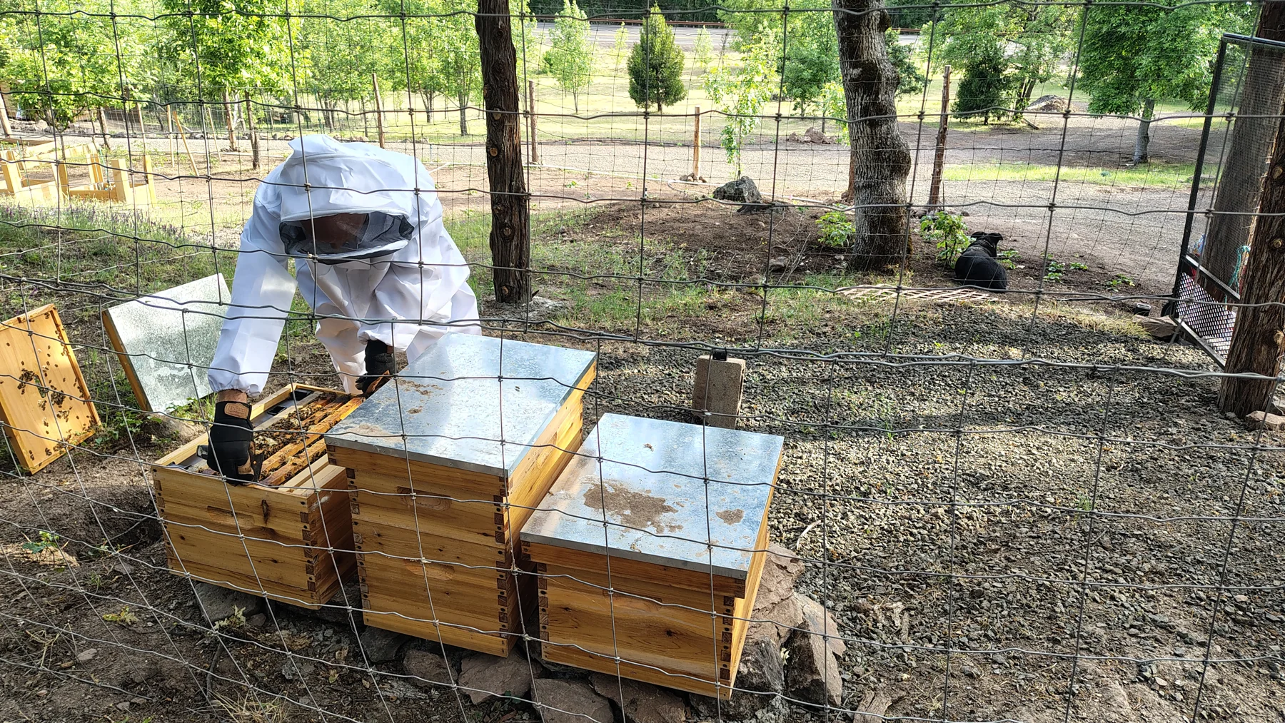 Honey Bees at Rogue Rapid Farms