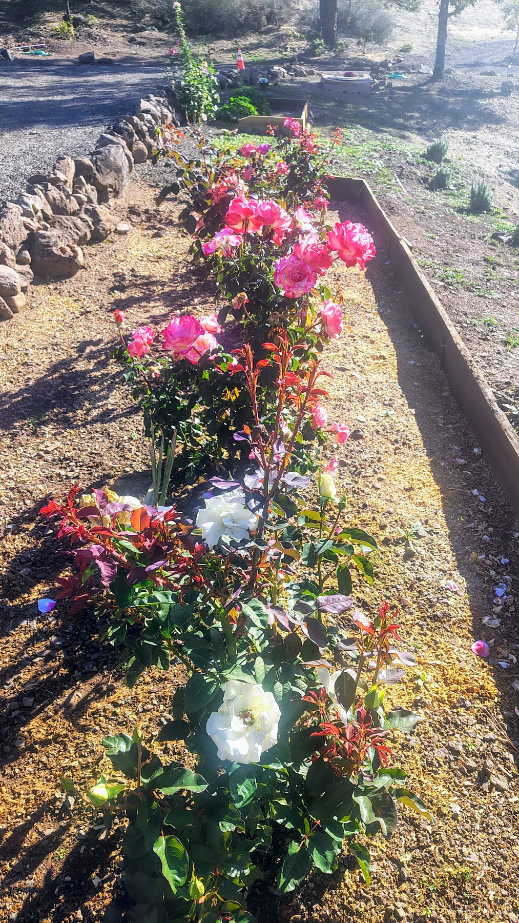 Pink and white roses blooming in the Rogue Rapid Farms garden