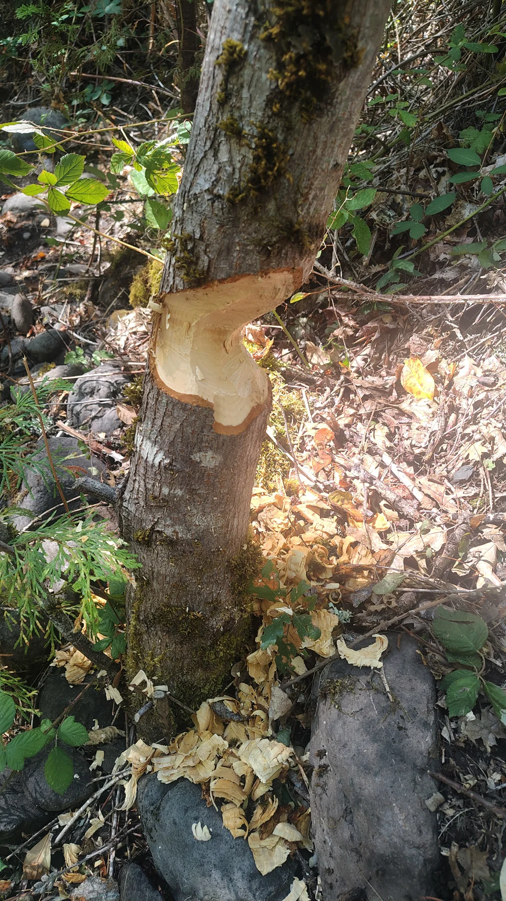 Beaver working too — tree detail