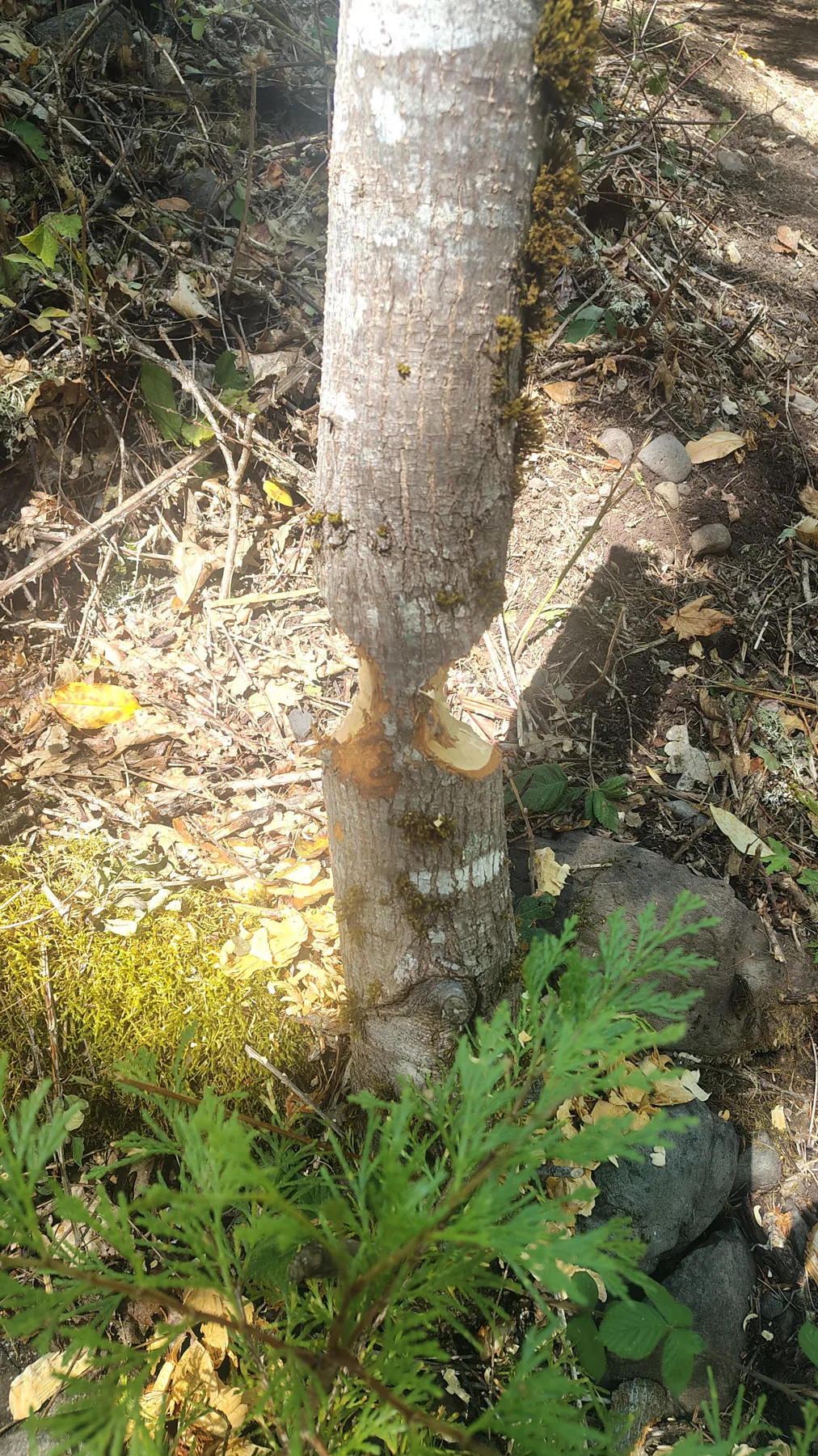 Beaver working too — tree detail