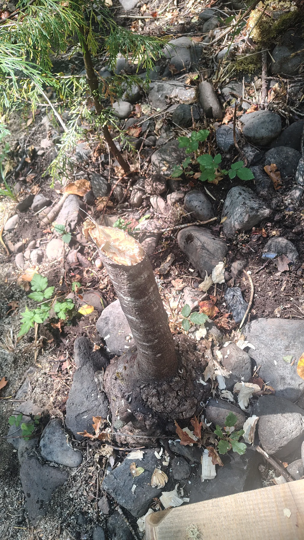 Beaver working too — tree detail