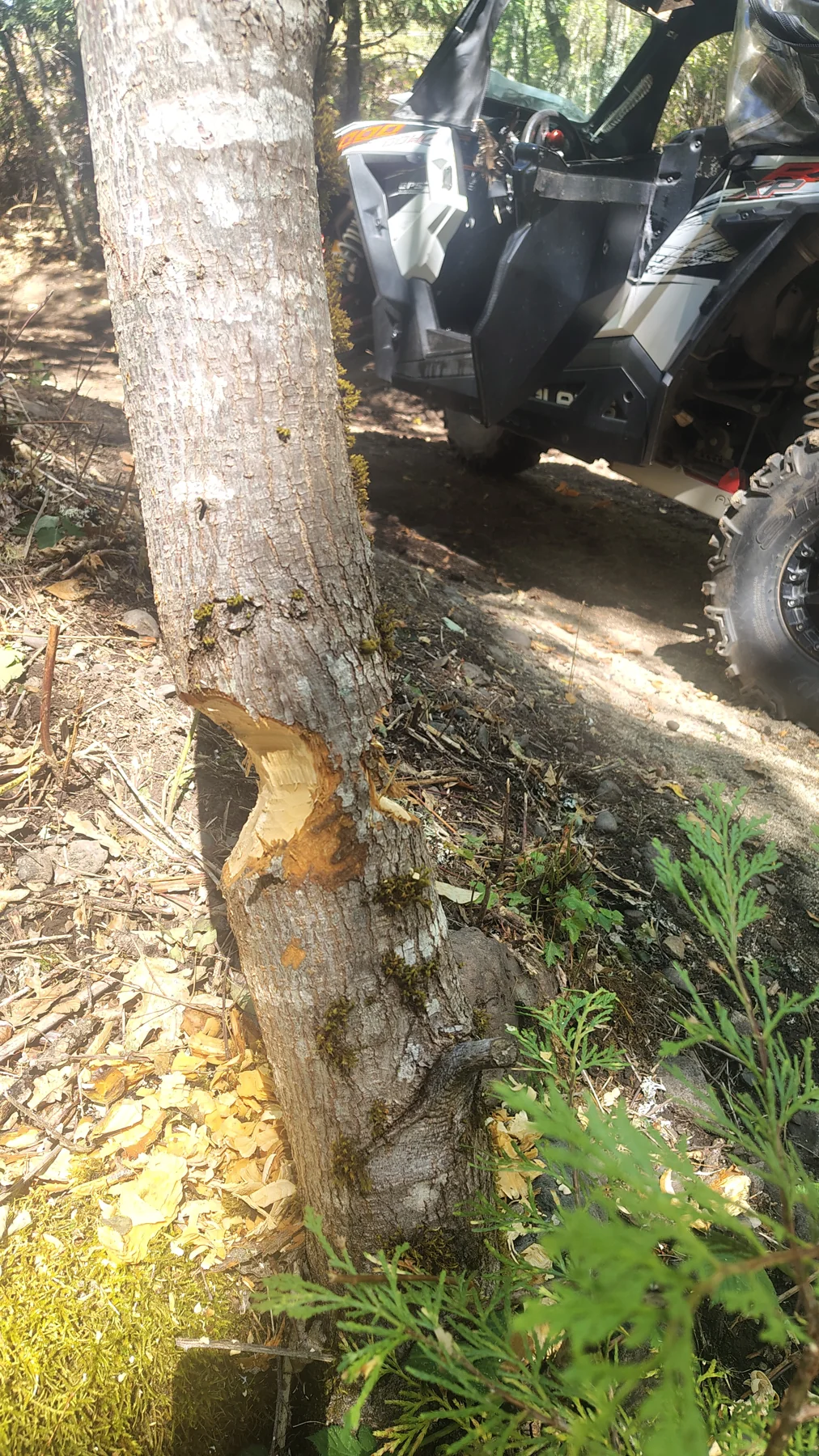 Beaver working too — tree detail