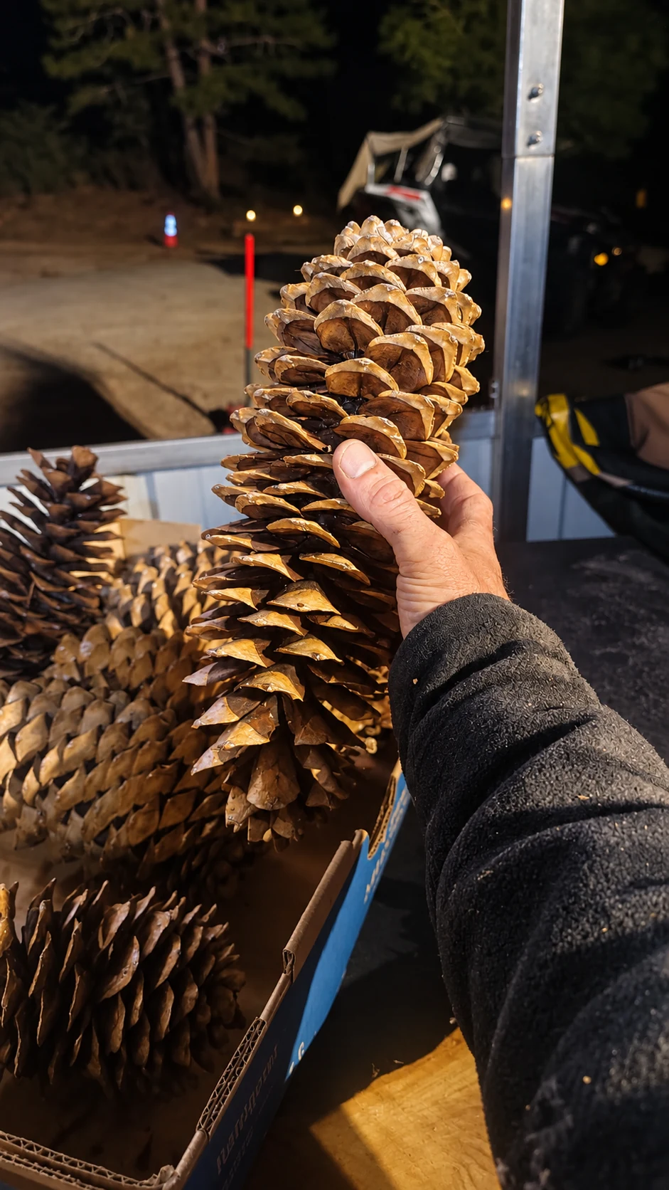 A large sugar pine cone held beside other cones at Rogue Rapid Farms