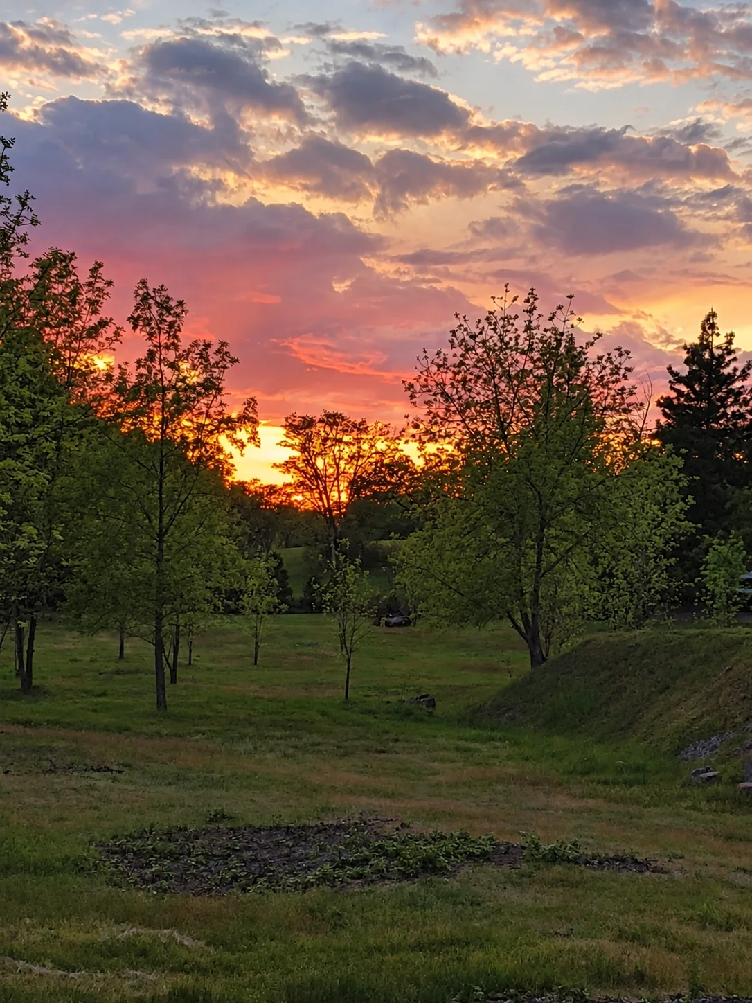 Sunset glowing behind farm trees at Rogue Rapid Farms